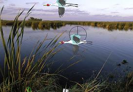 Bird Shoot - Bird Shooting Game